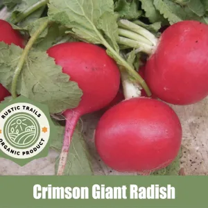 Crimson Giant RadishCrimson Giant Radish (Raphanus sativus)